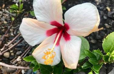 Casita La Rosa - Foto 53