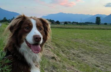 Tra lago e montagne home nonna Maria - Foto 53