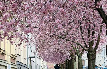 kitchenroombed - Top City-Lage I nahe Hbf I Aufzug I Tiefgarage I Terrasse I Business - Travel - Family - Foto 53