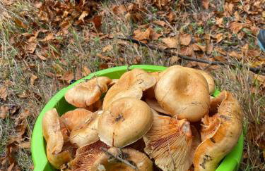 Apartament w górach Gorce - Foto 38