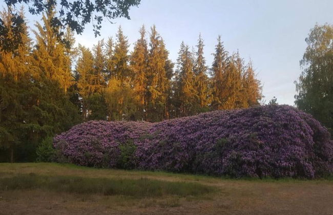 Home in the Dancing Forest - Foto 25