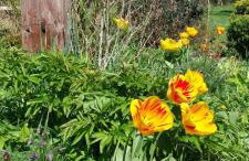 Biały Dzik Uszyszek - Foto 21