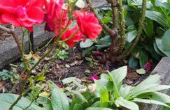 Ferienwohnung Bosch - Foto 12