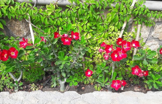 Cabo Vista Hotel - Adults only - Foto 32