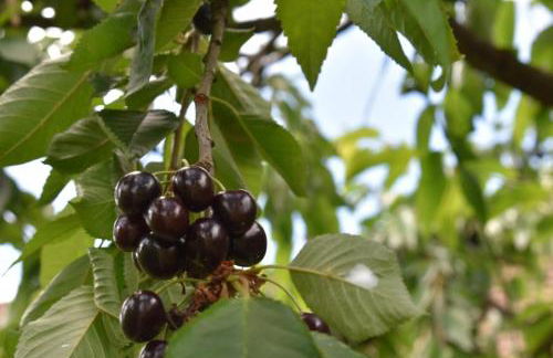 Gîte de Cep et de Grès - Foto 19