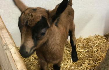 Agritur Maso Piasina - Photo 35