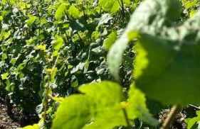 Aux Champs Perdrix - Foto 14