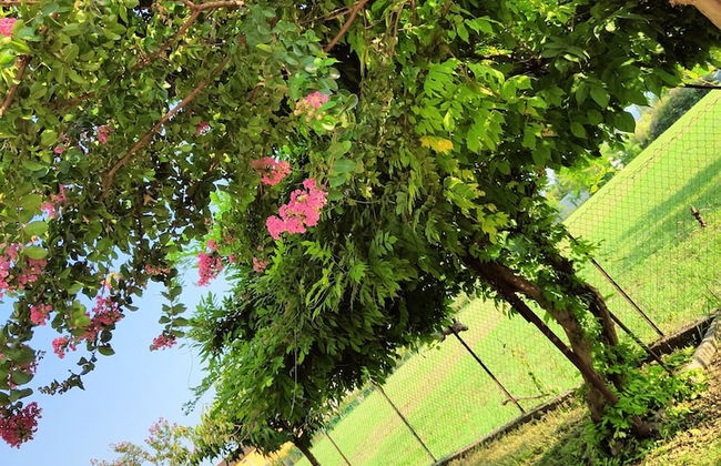 Lavanda House - Photo 24