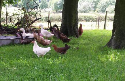 Stybeck Farm - Foto 29