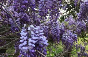 Agriturismo Il Sorbino - Appartamento da Cocca - Foto 14