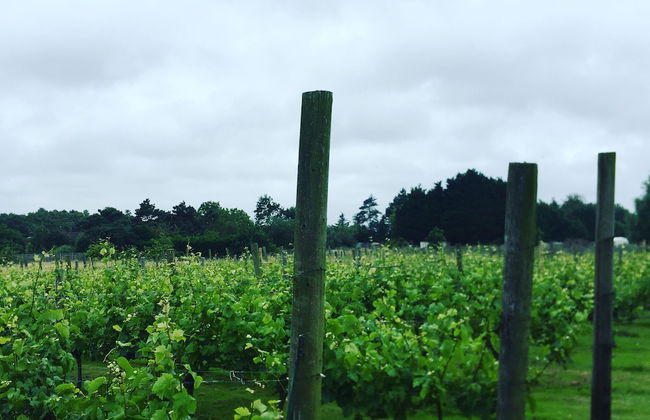 Come & Stay on a Real Norfolk Vineyard - Foto 19