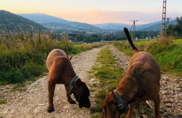 Gołąbek Stronie Śląskie - Foto 15