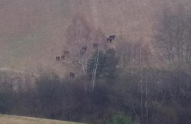 BIESZCZADZKA Antosiówka - Foto 38