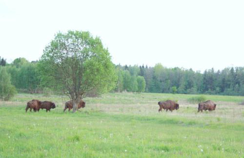 Pod Modrzewiem - Foto 35