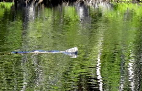 Rustic Cabin Rental Located in St. Marks Wildlife Refuge, Florida - Foto 16