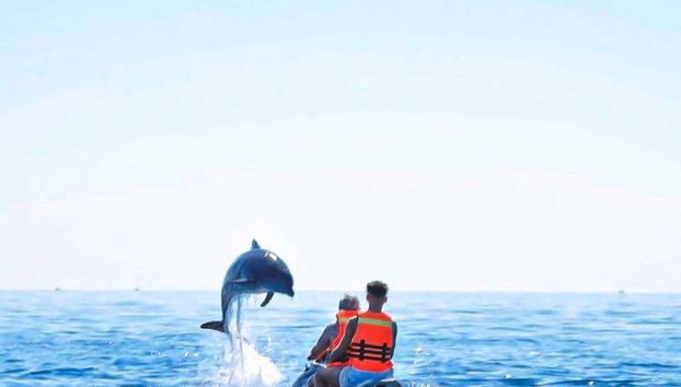 Admirez un dauphin sauter