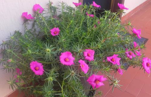 Tu Casa parking fibre optique Netflix - Foto 20