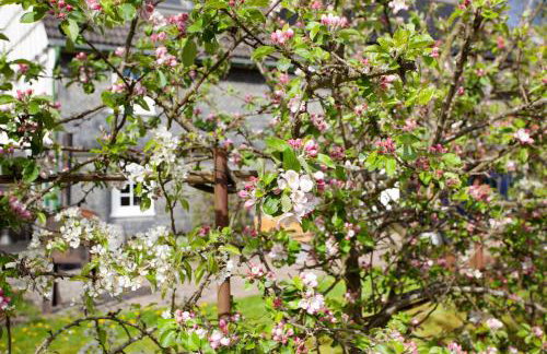 Ferienwohnung am Marienbach - Photo 4