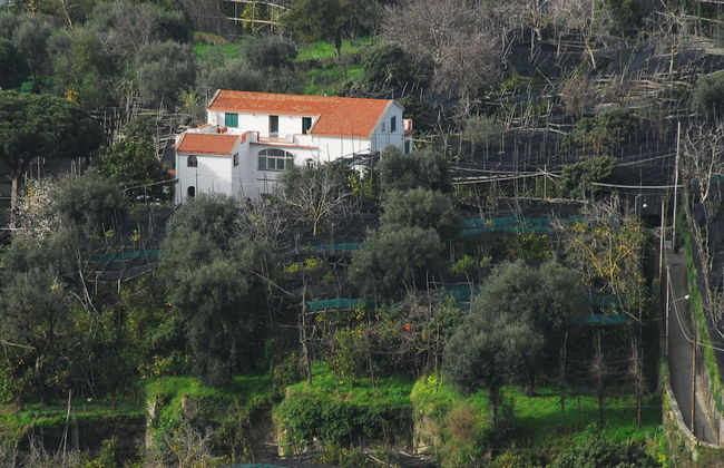 Old Farmhouse Set In A Citrus Grove - Photo 11