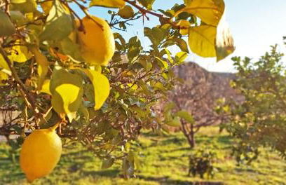 Cortijo AguaChá - Foto 19