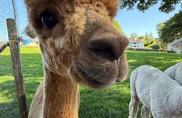 The Snug- A beautiful and characterful property connected to a historic Georgian Manor House - Foto 29