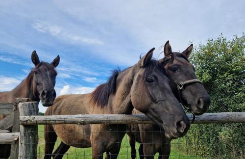Samsara - Prawdziwa Agroturystyka - Photo 44