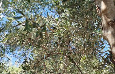 Nereids Apartments-Pronoe - Foto 40