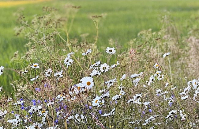 4 Person Holiday Home in Molkom-by Traum - Foto 13