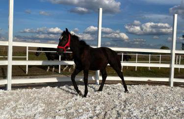 Vigor Horses - Foto 80