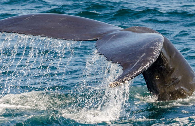 Whale Watching Catamaran Trip - Foto 1