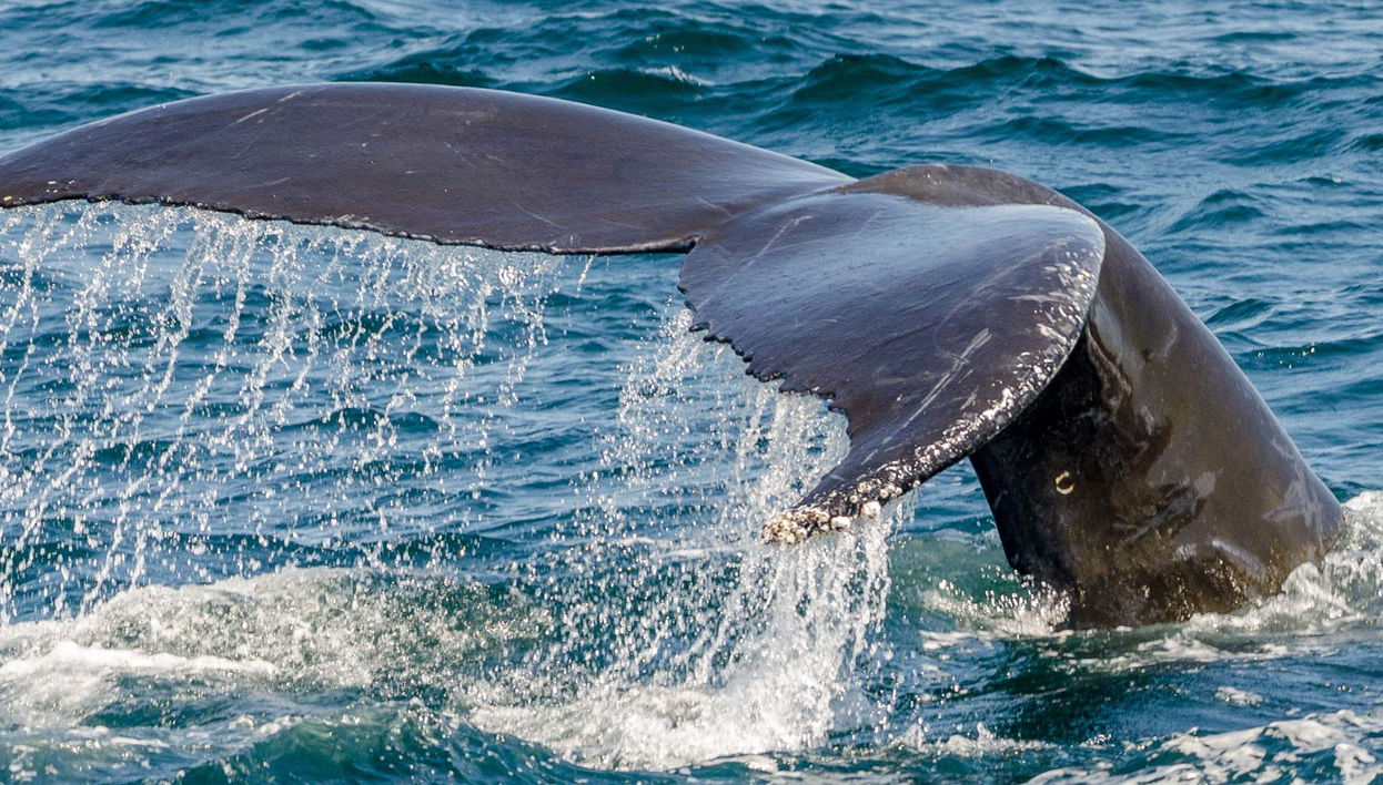 Whale Watching Catamaran Trip - Foto 1