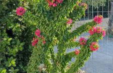 Politimis house - Foto 1