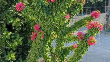 Politimis house - Foto 1