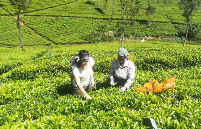 Tour en tuk tuk por las plantaciones de té de Haputale - Foto 7
