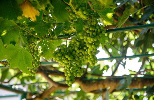 Little App - magical surrounding - Foto 10