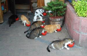 BAJA Gospodarstwo Agroturystyczne - Foto 4