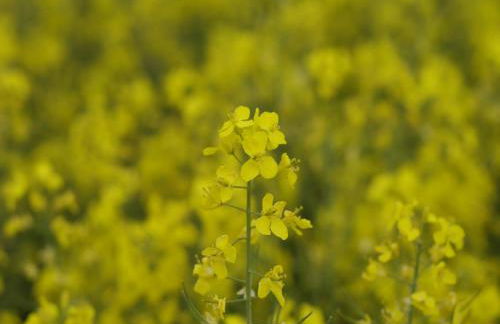 Cosy Apartment in Pepelow near Baltic Sea - Foto 15