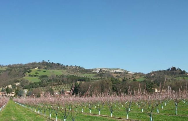 Verdidea - Podere la Casetta - Foto 29