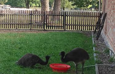 Farma Puchałowo - Foto 62