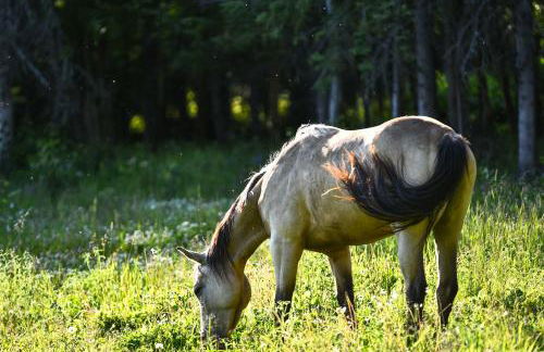 Legacy Mountain Lodge on 40-Acre Ranch with Views! - Foto 41