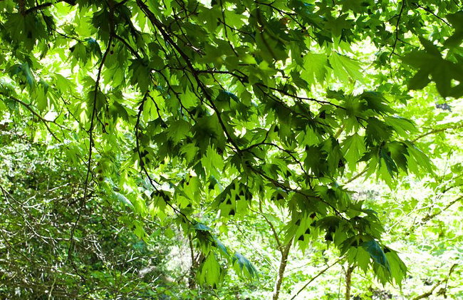 Vallée des papillons et vin, huile d'olive, visite de dégustation de miel (petit groupe) - Photo 4