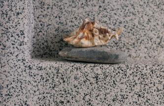 Villa Mare Nostrum Sounio - Foto 65