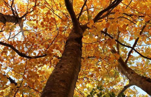 Casa de Manteigas - Foto 45