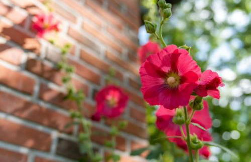 Friesenwind - Hochwertige Ferienwohnung mit Gartenoase - Photo 30