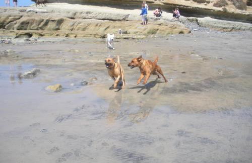 Vacation Oasis! Ocean Views~Mini Golf~King-Suites - Foto 67