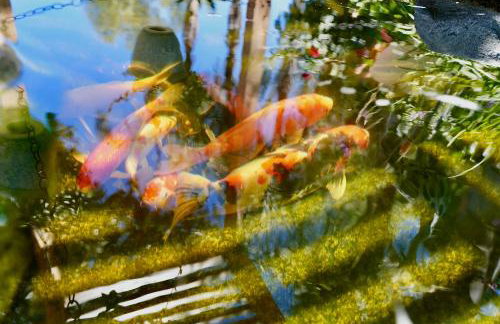 La Casita Poolside Retreat - Foto 29