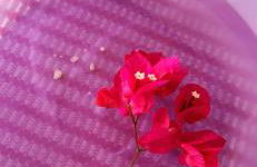 Chalé romântico, com vista panorâmica, para Casais - Foto 52