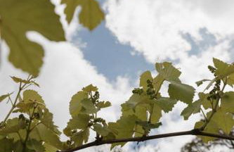 Cabanas Vinsanto - Foto 51