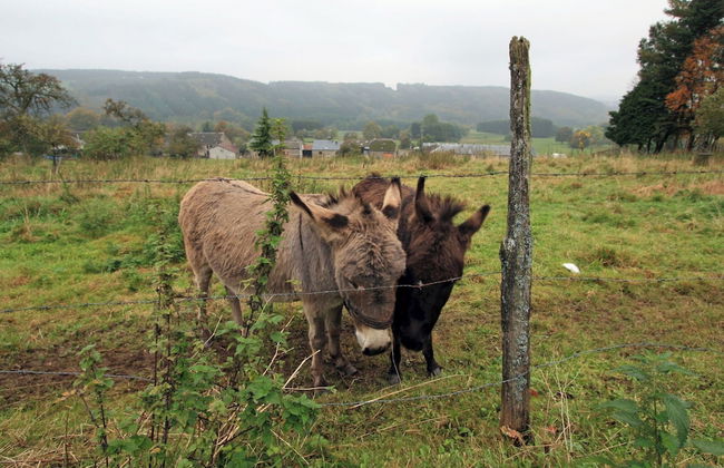 Farmhouse Situated at the Edge of the Woods - Photo 28