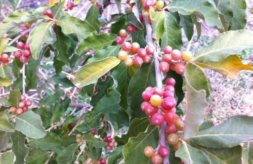 Mini Villas Green - Foto 60